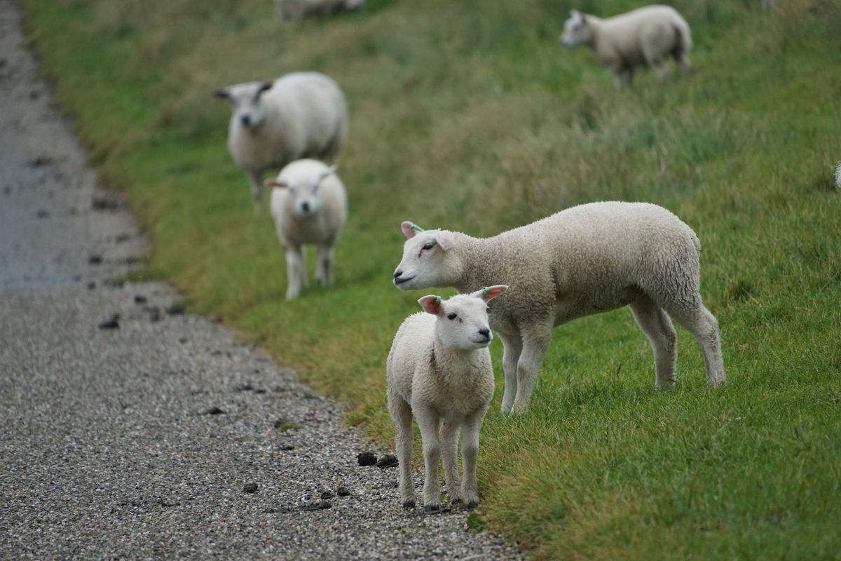 Radeln im Wollwaschgang
