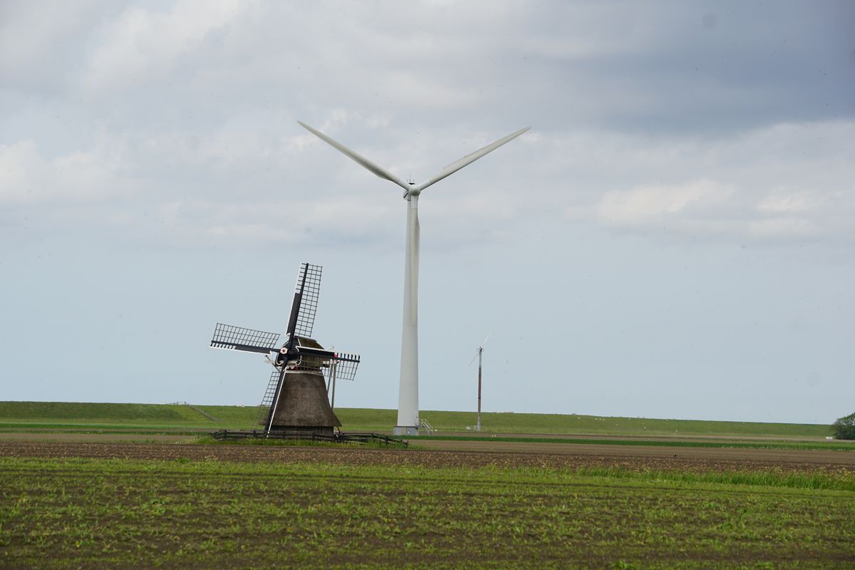 Schafe kurven